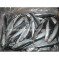 Fresh W/R Frozen Seafood Sardine Fish for Bait